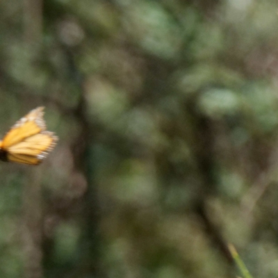 Danaus plexippus (Monarch) at Cotter River, ACT - 15 Jan 2021 by DPRees125