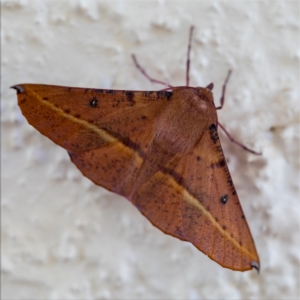 Oenochroma vinaria at Holt, ACT - 16 Jan 2021