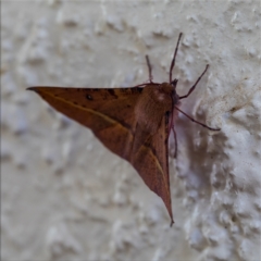 Oenochroma vinaria at Holt, ACT - 16 Jan 2021