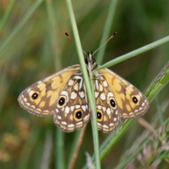 Oreixenica orichora at Cotter River, ACT - 15 Jan 2021