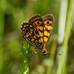 Oreixenica orichora at Cotter River, ACT - 15 Jan 2021