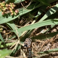 Myrmecia sp., pilosula-group at Murrumbateman, NSW - 16 Jan 2021