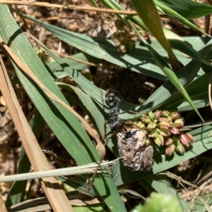 Myrmecia sp., pilosula-group at Murrumbateman, NSW - 16 Jan 2021