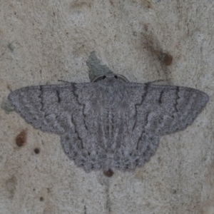 Crypsiphona ocultaria at Higgins, ACT - 14 Jan 2021