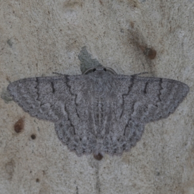 Crypsiphona ocultaria (Red-lined Looper Moth) at Higgins, ACT - 13 Jan 2021 by AlisonMilton