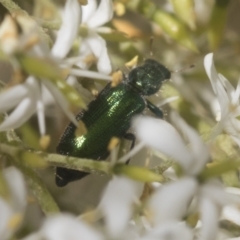 Phlogistus sp. (genus) (Clerid beetle) at Holt, ACT - 12 Jan 2021 by AlisonMilton