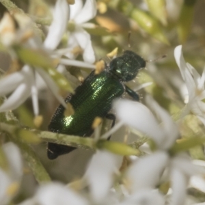 Phlogistus sp. (genus) at Holt, ACT - 12 Jan 2021