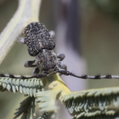 Ancita marginicollis (A longhorn beetle) at Weetangera, ACT - 12 Jan 2021 by AlisonMilton