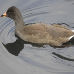 Gallinula tenebrosa (Dusky Moorhen) at Belconnen, ACT - 7 Jan 2021 by AlisonMilton