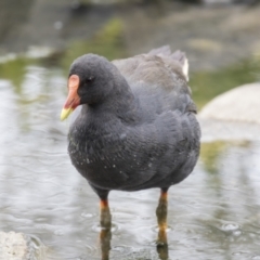 Gallinula tenebrosa (Dusky Moorhen) at Belconnen, ACT - 6 Jan 2021 by AlisonMilton