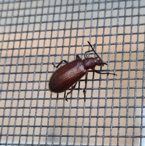 Lagriini sp. (tribe) at Molonglo Valley, ACT - 16 Jan 2021