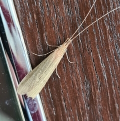 Leptoceridae sp. (family) at Molonglo Valley, ACT - 14 Jan 2021 06:50 PM