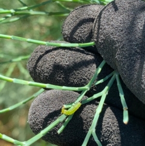 Zenarge turneri at Murrumbateman, NSW - 16 Jan 2021