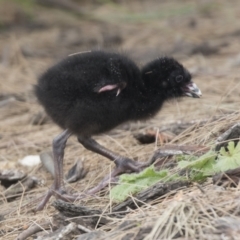 Porphyrio melanotus (Australasian Swamphen) at Lake Ginninderra - 6 Jan 2021 by AlisonMilton