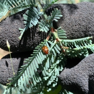 Rhyparida sp. (genus) at Murrumbateman, NSW - 16 Jan 2021