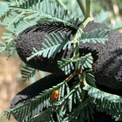 Rhyparida sp. (genus) at Murrumbateman, NSW - 16 Jan 2021