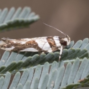 Macrobathra desmotoma at Hawker, ACT - 6 Jan 2021