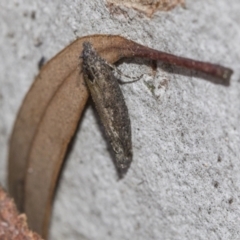 Spilonota-group (A Tortricid moth) at Bruce, ACT - 28 Aug 2020 by AlisonMilton