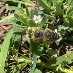 Bembix sp. (genus) at Murrumbateman, NSW - 16 Jan 2021