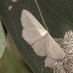 Scopula (genus) (A wave moth (Sterrhinae)) at The Pinnacle - 12 Jan 2021 by AlisonMilton