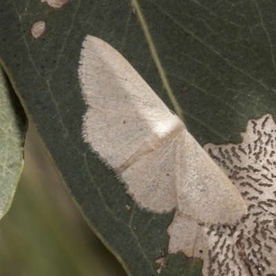 Scopula (genus) (A wave moth) at Weetangera, ACT - 12 Jan 2021 by AlisonMilton
