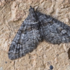 Phrissogonus laticostata (Apple looper moth) at Higgins, ACT - 6 Sep 2020 by AlisonMilton