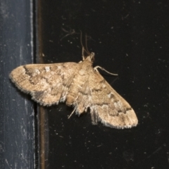 Nacoleia rhoeoalis (Spilomelinae) at Higgins, ACT - 3 Jan 2021 by AlisonMilton