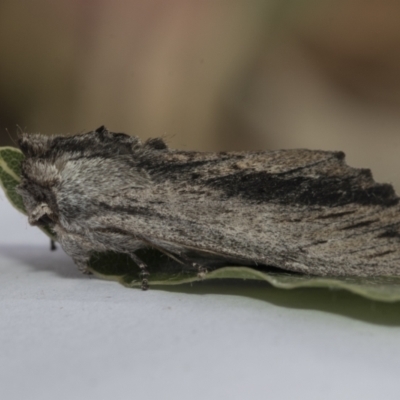 Destolmia lineata (Streaked Notodontid Moth) at Higgins, ACT - 7 Jan 2021 by AlisonMilton