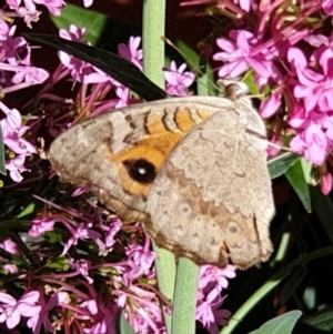 Junonia villida at Cook, ACT - suppressed