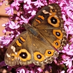 Junonia villida at Cook, ACT - suppressed