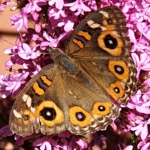 Junonia villida at Cook, ACT - suppressed