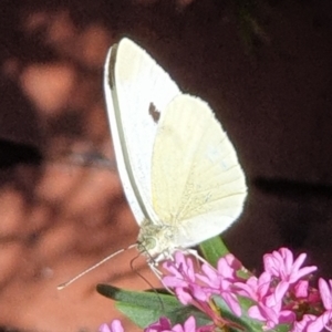 Pieris rapae at Cook, ACT - suppressed