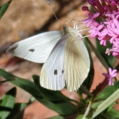 Pieris rapae at Cook, ACT - suppressed