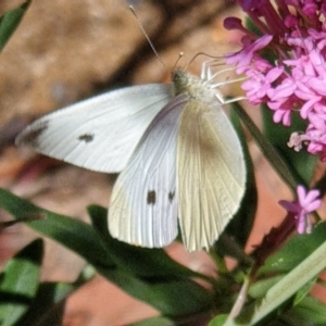 Pieris rapae at Cook, ACT - suppressed