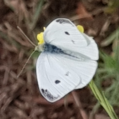 Pieris rapae (Cabbage White) at Cook, ACT - 3 Jan 2021 by drakes