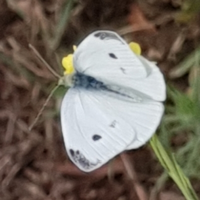 Pieris rapae (Cabbage White) at Cook, ACT - 4 Jan 2021 by drakes