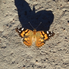 Vanessa kershawi (Australian Painted Lady) at Kambah, ACT - 14 Jan 2021 by MatthewFrawley