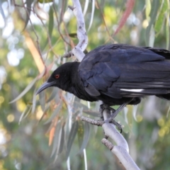 Corcorax melanorhamphos (White-winged Chough) at Kambah, ACT - 14 Jan 2021 by MatthewFrawley