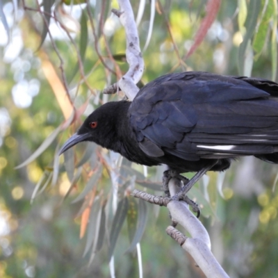Corcorax melanorhamphos (White-winged Chough) at Kambah, ACT - 14 Jan 2021 by MatthewFrawley