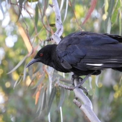 Corcorax melanorhamphos (White-winged Chough) at Kambah, ACT - 14 Jan 2021 by MatthewFrawley