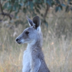 Macropus giganteus (Eastern Grey Kangaroo) at Mount Taylor - 14 Jan 2021 by MatthewFrawley