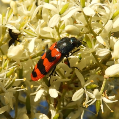 Castiarina crenata (Jewel beetle) at Kambah, ACT - 14 Jan 2021 by MatthewFrawley