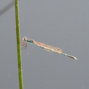 Austrolestes leda at Chifley, ACT - 14 Jan 2021 07:58 PM