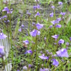 Utricularia dichotoma (Fairy Aprons, Purple Bladderwort) at Chifley, ACT - 14 Jan 2021 by MatthewFrawley