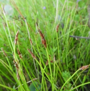 Eleocharis atricha at Chifley, ACT - 14 Jan 2021