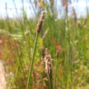 Eleocharis acuta at Hume, ACT - 8 Nov 2020