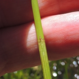 Eleocharis acuta at Hume, ACT - 8 Nov 2020