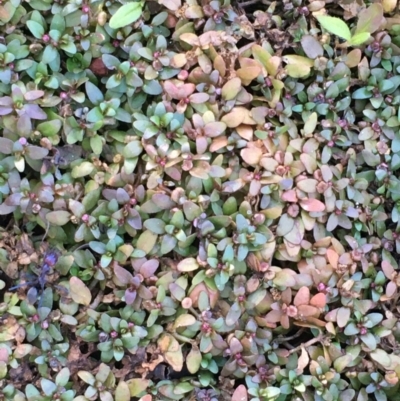 Elatine gratioloides (Waterwort) at Molonglo Valley, ACT - 16 Jan 2021 by JaneR