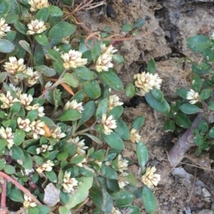 Alternanthera sp. A Flora of NSW (M. Gray 5187) J. Palmer at Molonglo Valley, ACT - 16 Jan 2021