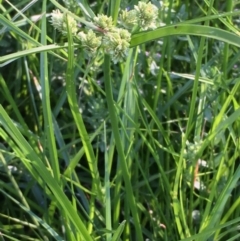 Cyperus eragrostis (Umbrella Sedge) at National Arboretum Forests - 16 Jan 2021 by JaneR